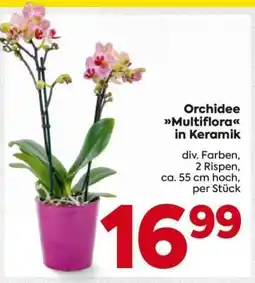 Billa Orchidee Multiflora in Keramik Angebot