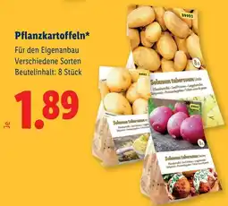 Lidl Pflanzkartoffeln Angebot