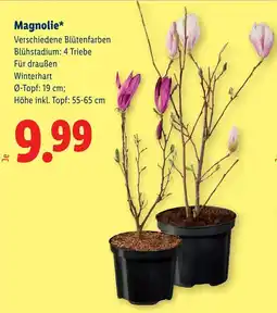 Lidl Magnolie Angebot