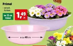 Thomas Philipps Primel Angebot