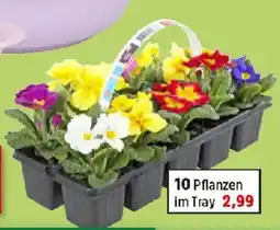 Thomas Philipps XXL-Pflanzschale Angebot