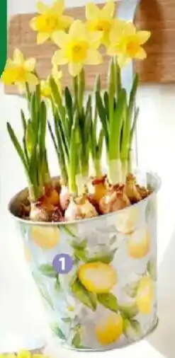 Thomas Philipps Pflanzkübel Serie Provence Angebot