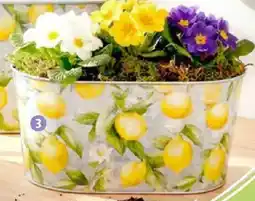 Thomas Philipps Pflanzkübel Serie Provence Angebot