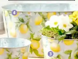 Thomas Philipps Pflanzkübel Serie Provence Angebot