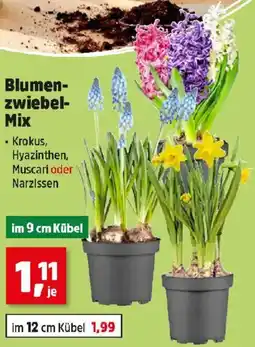 Thomas Philipps Blumenzwiebel Mix Angebot