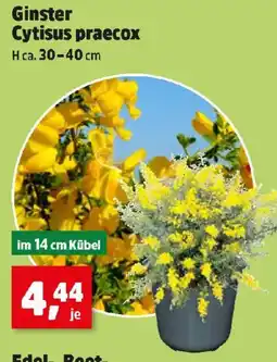 Thomas Philipps Ginster Cytisus praecox Angebot