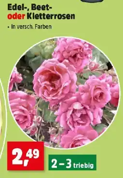 Thomas Philipps Edel, Beet oder Kletterrosen Angebot
