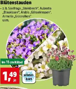 Thomas Philipps Blütenstauden Angebot