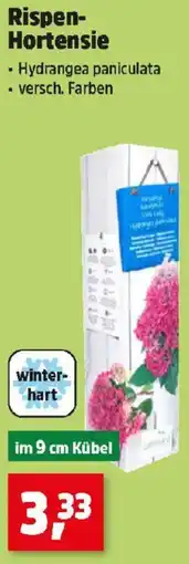 Thomas Philipps Rispen Hortensie Angebot