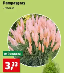 Thomas Philipps Pampasgras Angebot