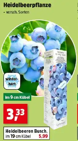 Thomas Philipps Heidelbeerpflanze Angebot