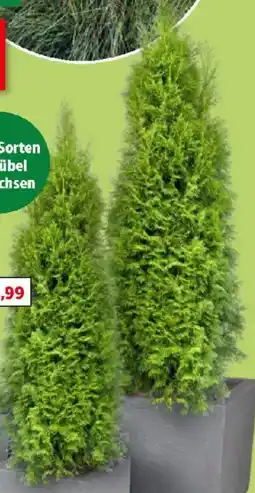Thomas Philipps Thuja Brabant Angebot