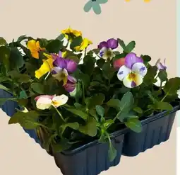 MPreis Qualität Tirol Stiefmütterchen Angebot