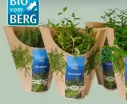 MPreis Bio vom Berg Kräutertöpfe Angebot