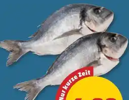 PENNY Goldbrasse Angebot