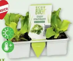 PENNY Echt Bio Salat-Kohlgemüsejungpflanzen Angebot