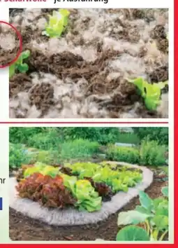 Norma Powertec Garden Schafwoll-Pflanzenschutz Angebot