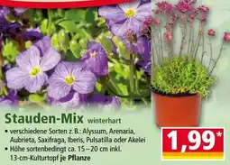 Norma Stauden Mix Angebot