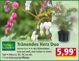 Norma Tränendes Herz Duo Angebot