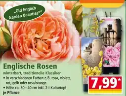 Norma Englische Rosen Angebot