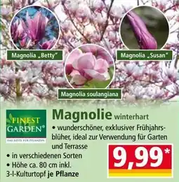 Norma Magnolie Angebot
