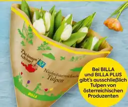 Billa Da komm' ich her Tulpenstrauß Angebot