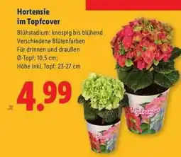Lidl Hortensie im Topfcover Angebot