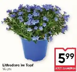 Maximarkt Lithodora im Topt Angebot