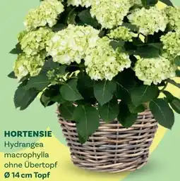 Bellaflora Hortensie Angebot
