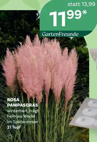 Rosa pampasgras