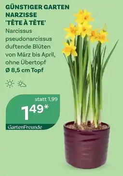 Bellaflora Günstiger garten narzisse tête à tête Angebot