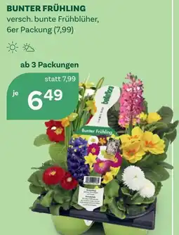 Bellaflora Bunter frühling Angebot