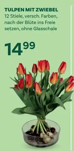 Bellaflora Tulpen mit zwiebel Angebot