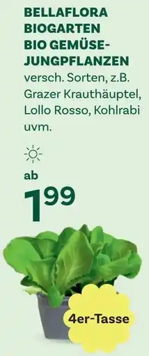 Bellaflora Bellaflora biogarten bio gemüse jungpflanzen Angebot