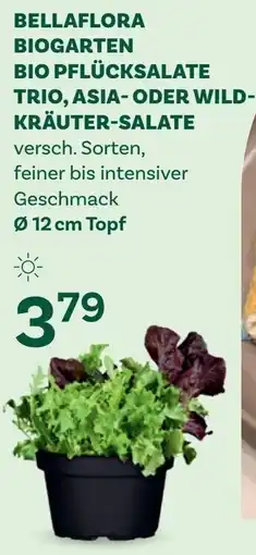 Bellaflora Bellaflora biogarten bio pflücksalate trio asia oder wild kräuter salate Angebot