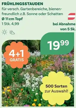 Bellaflora Frühlingsstauden Angebot