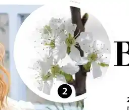 Dehner Kirschzweige Angebot