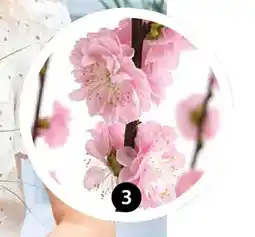 Dehner Japanische kirschzweige Angebot