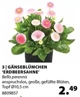 Dehner Gänseblümchen 'erdbeersahne' Angebot