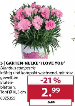 Dehner Garten nelke 'i love you' Angebot