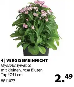 Dehner Vergissmeinnicht Angebot