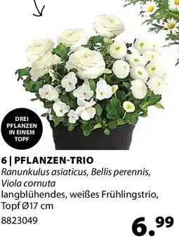Dehner Pflanzen-trio Angebot