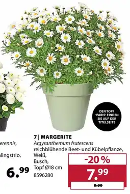 Dehner Margerite Angebot