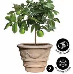 Dehner Persische Limette 'Lima Verde' Angebot