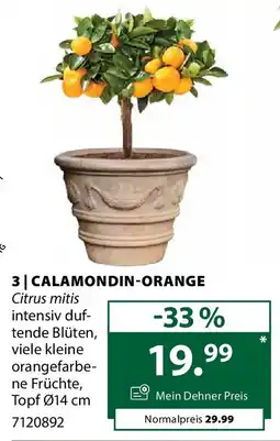 Dehner Calamondin orange Angebot