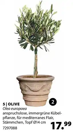 Dehner Olive Angebot