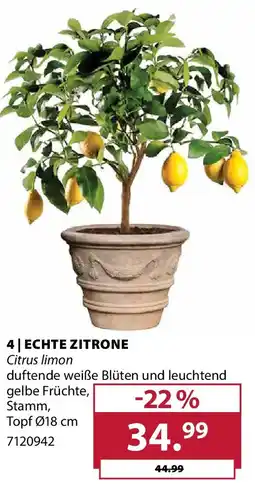 Dehner Echte zitrone Angebot