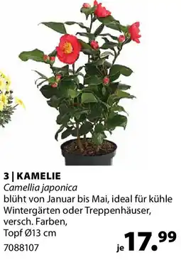 Dehner Kamelie Angebot