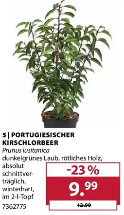 Dehner Portugiesischer kirschlorbeer Angebot