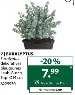 Dehner Eukalyptus Angebot